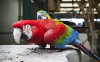 /album/dobrevs-aviary/green-winged-macaw-jpg/